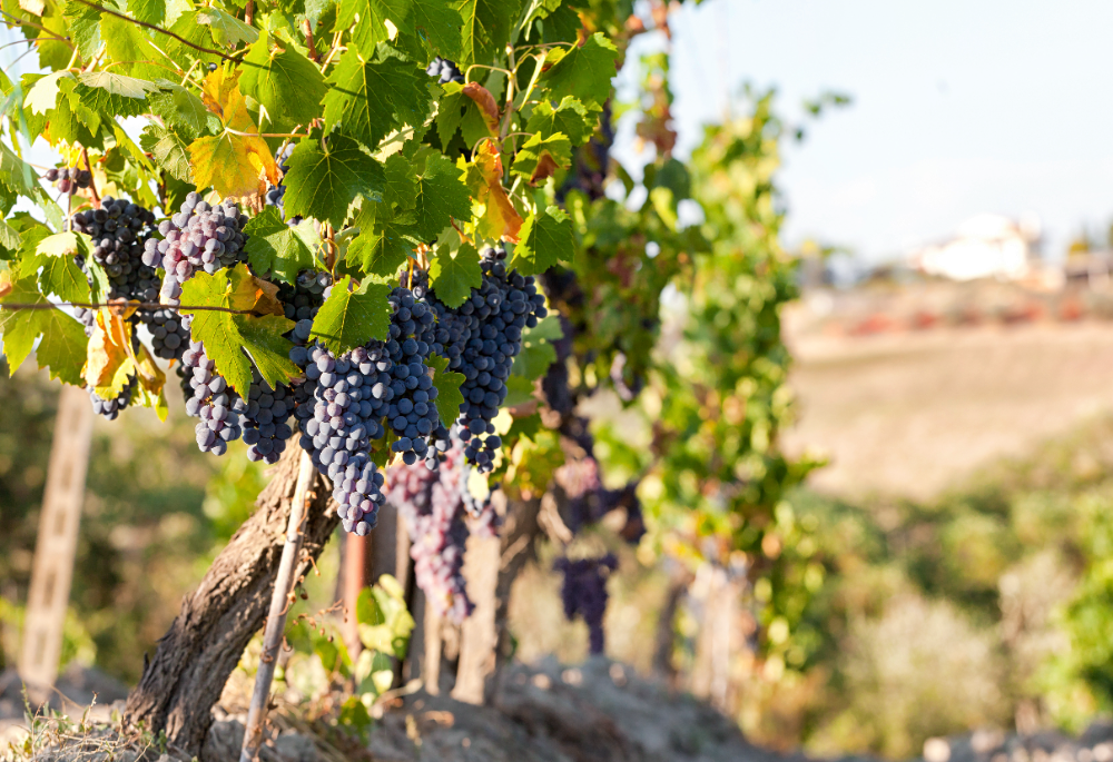 Vineyard